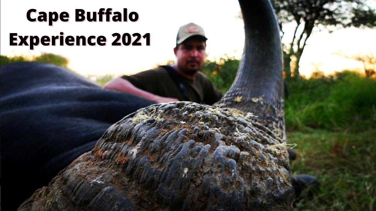 4K Cape Buffalo Hunting Experience 2021