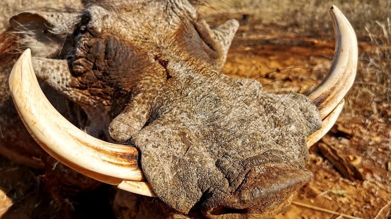 Giant Warthog! (Impact Vid)