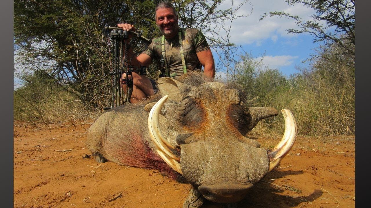 HUGE WARTHOG WITH THE BOW!